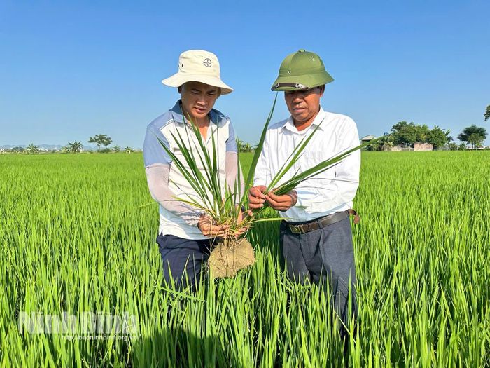 Chuyên viên Trung tâm Dịch vụ sự nghiệp công xã Yên Từ phối hợp với lãnh đạo HTX kiểm tra tình hình sâu bệnh trên đồng ruộng.