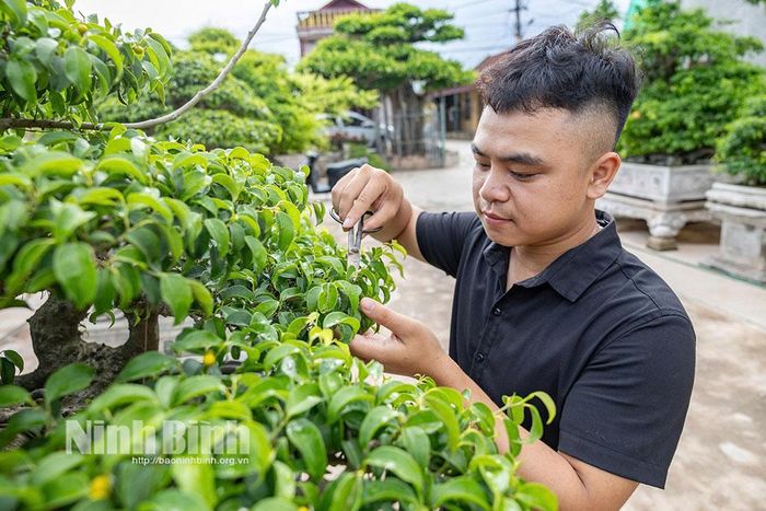 Người dân xã Hải Tiến phát triển kinh tế gia đình từ nghề làm cây cảnh.