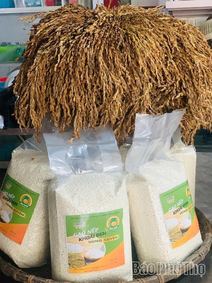 Sản phẩm gạo nếp Khoái Đen đạt tiêu chuẩn OCOP 3 sao, góp phần nâng cao giá trị và quảng bá sản phẩm đặc trưng của xã Chí Đám.