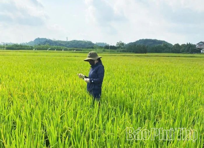 Diện tích nếp Khoái Đen được trồng tập trung tại thôn Đoàn Kết, xã Chí Đám.