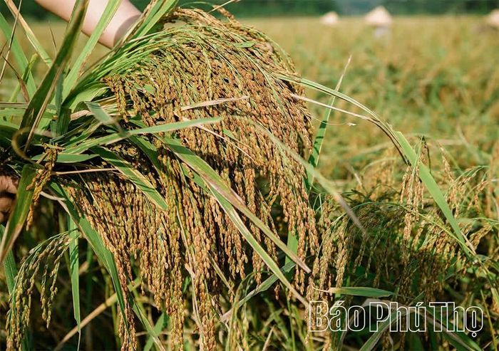 Lúa nếp Khoái Đen cho bông chắc hạt, nặng trĩu khi được canh tác trên những thửa ruộng trũng ở xã Chí Đám.