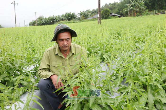 Mô hình trồng sâm nữ hoàng của ông Trần Minh Cường, bản Phiêng Phụ, xã Phiêng Cằm.