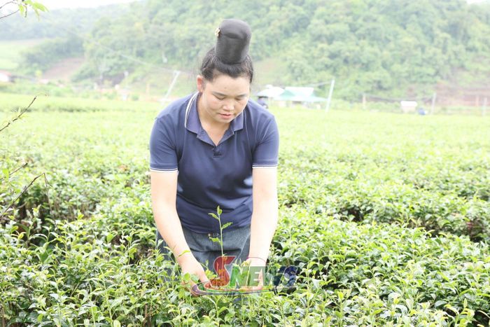 Nông dân xã Phiêng Cằm kiểm tra sinh trưởng và phát triển cây chè.