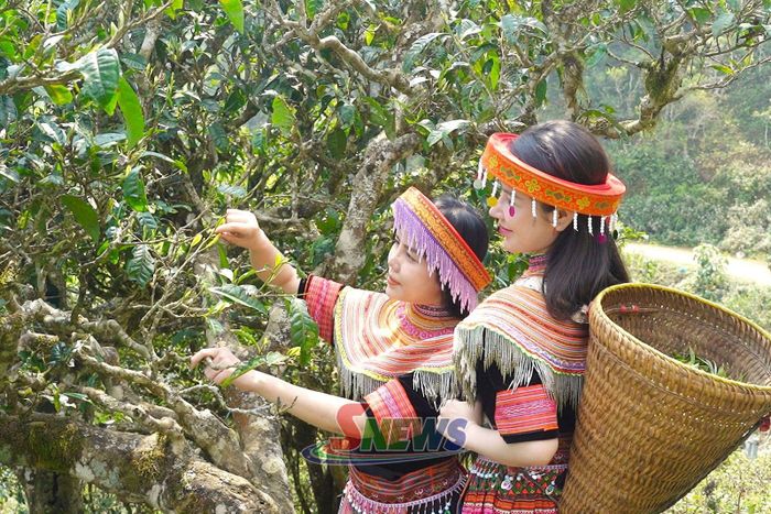 Du khách trải nghiệm hái chè cổ thụ.