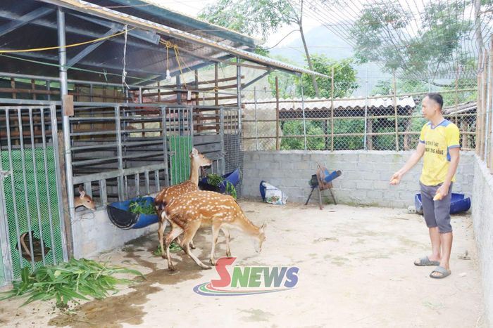 Mô hình nuôi hươu lấy nhung của nông dân bản Mường Lang, xã Mường Bang.