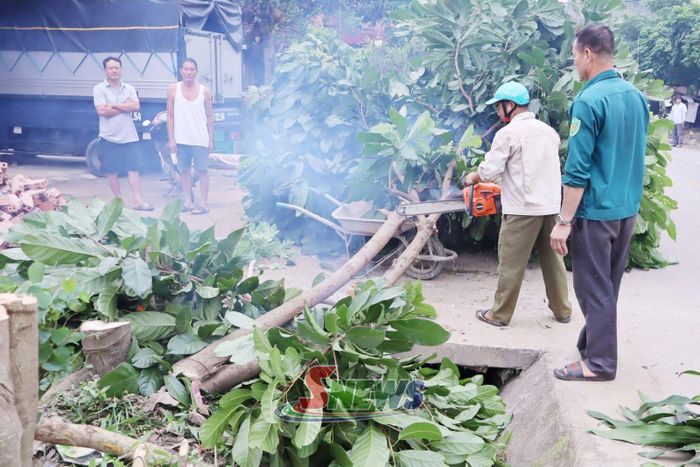 Các cây xanh che khuất tầm nhìn được chặt bỏ trên quốc lộ 43.