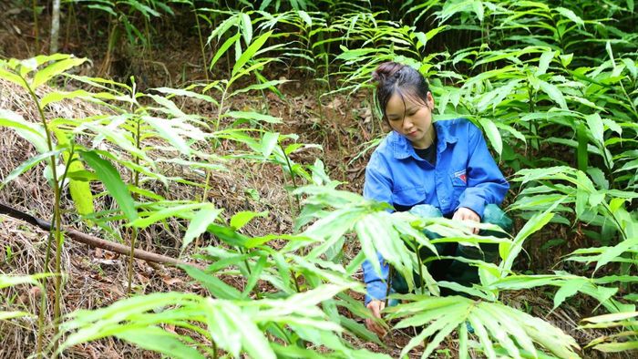 Chị Đặng Thị Khé, thôn Bản Cưởm, xã Thượng Nông kiểm tra diện tích sa nhân tím trồng dưới tán rừng của gia đình.