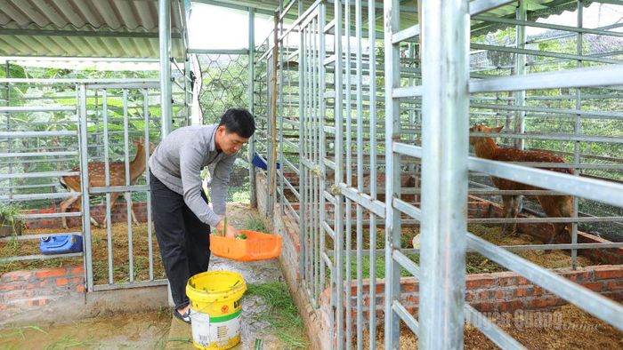 Mô hình nuôi hươu lấy nhung của anh Bàn Văn Sơn, thôn Thôm Luông bước đầu mang lại hiệu quả kinh tế cao.