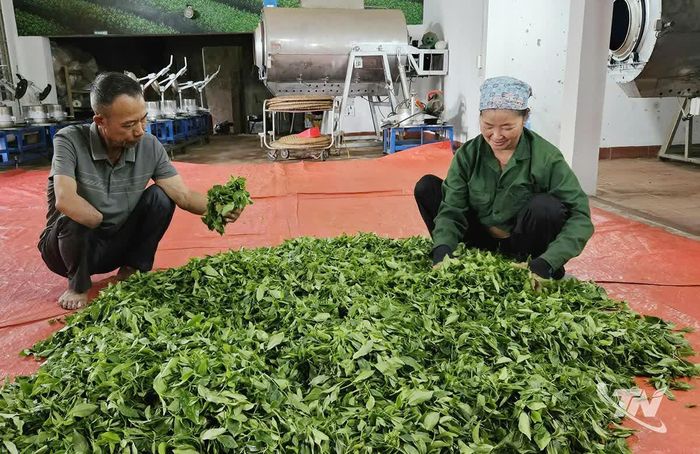 Bao năm qua, vợ chồng ông Phạm Ngọc Tuy đều cùng nhau vun vén qua những năm tháng khó nhọc, xây dựng lên thương hiệu chè Tuy Ánh.