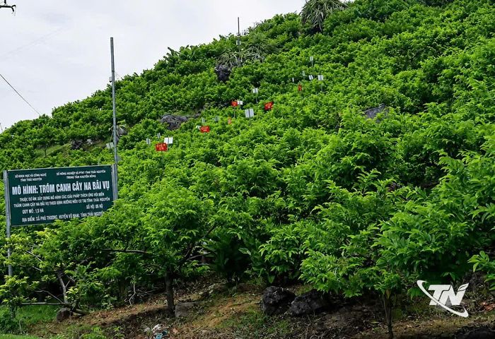 Vườn na rải vụ ở Phượng Hoàng, Võ Nhai