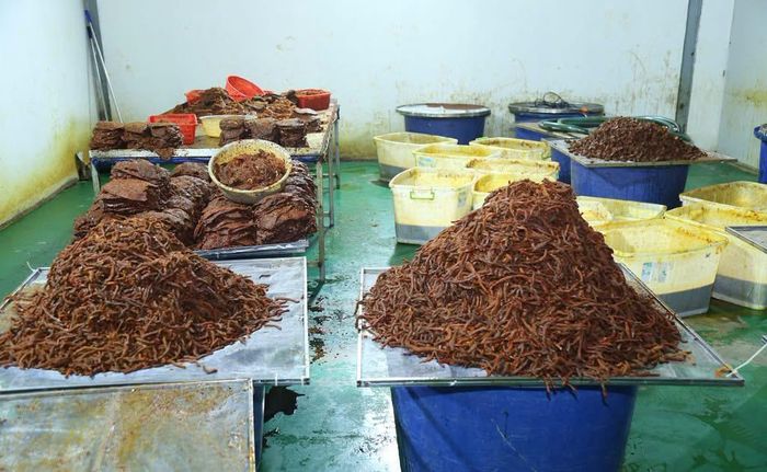 Một số hàng thành phẩm khô đang được chế biến.