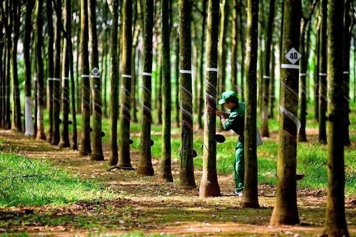 Ảnh minh họa. Nguồn: TRC