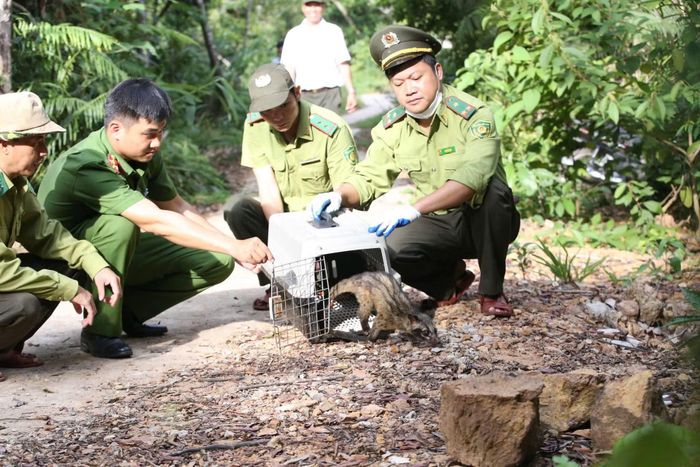 Phòng Cảnh sát kinh tế Công an TP Huế vừa phối hợp với lực lượng chức năng thả 30 cá thể cầy vòi hương về tự nhiên sau khi thu giữ của đối tượng T.N.L.