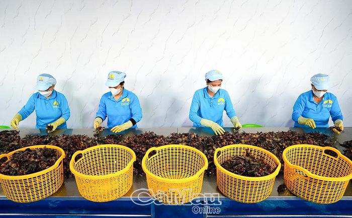 Công nhân sơ chế sản phẩm tại Hợp tác xã Ba khía Ðầm Dơi (Xã Quách Phẩm), góp phần nâng cao giá trị sản phẩm đặc trưng của địa phương.