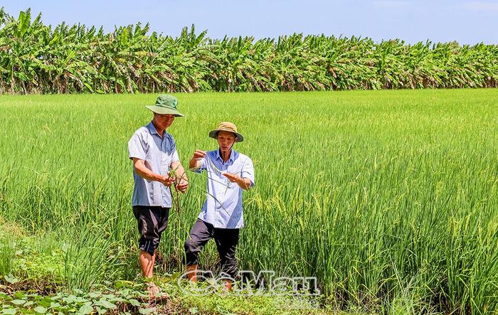 Khi tạo được niềm tin, sức dân được quy tụ thành nguồn lực xây dựng quê hương. (Trong ảnh: Anh Duy Ngọc Nguyễn (bên phải) trao đổi với thành viên Tổ hợp tác Sản xuất - Dịch vụ - Du lịch sinh thái cộng đồng Bình Minh 2 về kỹ thuật trồng lúa.)