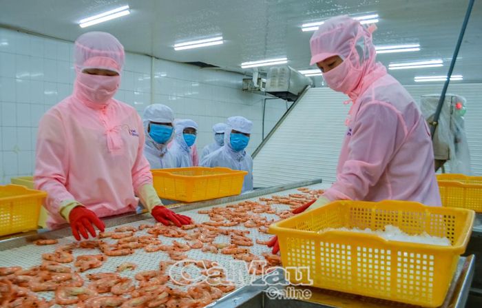 Chế biến tôm xuất khẩu ở phường Vĩnh Trạch.