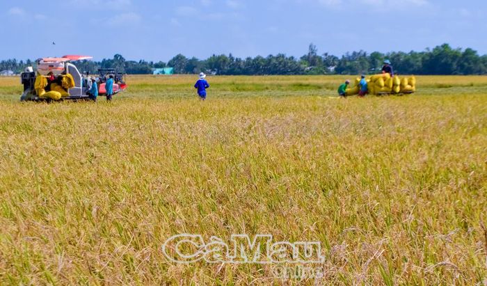 Nông dân xã Vĩnh Thanh thu hoạch lúa trên cánh đồng lớn.