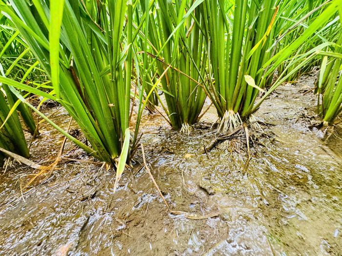 Đất ruộng được cải tạo giúp bộ rễ lúa phát triển khỏe, bám đất tốt, hạn chế tác động bất lợi của phèn trong quá trình sinh trưởng. (Ảnh: HTX)