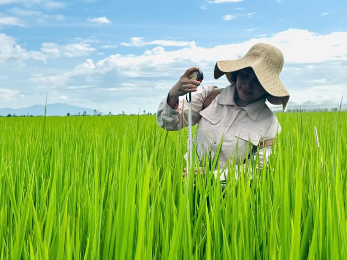 Bà Nguyễn Thị Xuân Hương, cán bộ Phòng Trồng trọt (Trung tâm Khuyến nông tỉnh An Giang) kiểm tra bộ rễ, đánh giá sinh trưởng cây lúa và theo dõi pH đất tại ruộng mô hình. (Ảnh: HTX)