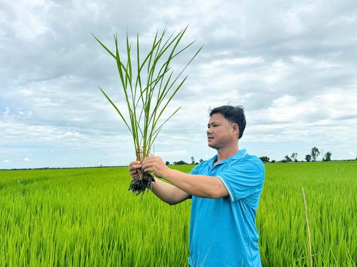  Ruộng lúa ĐS1 của anh Trần Văn Tèo (75 ngày sau sạ) chuẩn bị trổ bông, sinh trưởng đồng đều. (Ảnh: HTX)