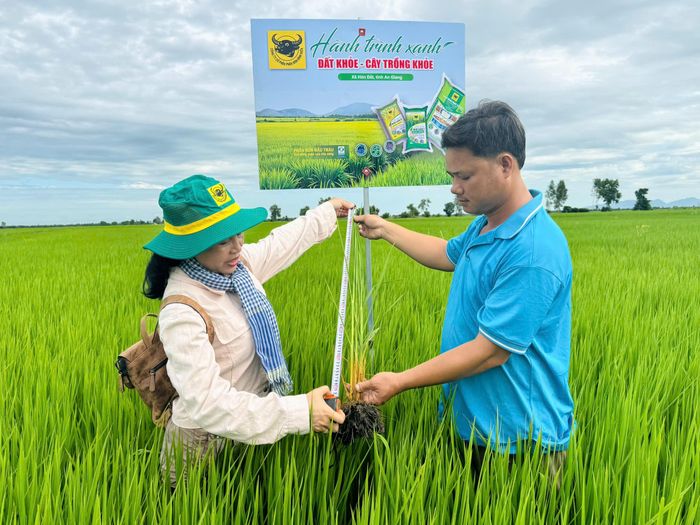 Cán bộ kỹ thuật Trung tâm Khuyến nông tỉnh An Giang kiểm tra chiều cao, bộ rễ và khả năng sinh trưởng của lúa ĐS1 tại ruộng mô hình của nông dân Trần Văn Tèo ở xã Hòn Đất, tỉnh An Giang. (Ảnh: HTX)