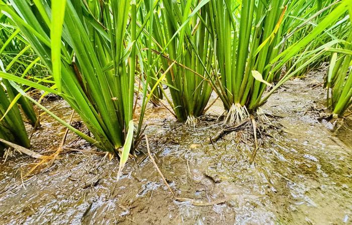 Đất ruộng được cải tạo giúp bộ rễ lúa phát triển khỏe, bám đất tốt, hạn chế tác động bất lợi của phèn trong quá trình sinh trưởng. (Ảnh: HTX).