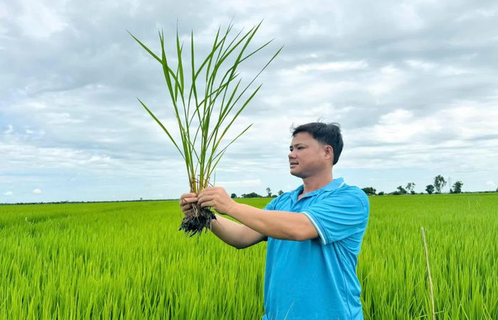 Ruộng lúa ĐS1 của anh Trần Văn Tèo (75 ngày sau sạ) chuẩn bị trổ bông, sinh trưởng đồng đều. (Ảnh: HTX).