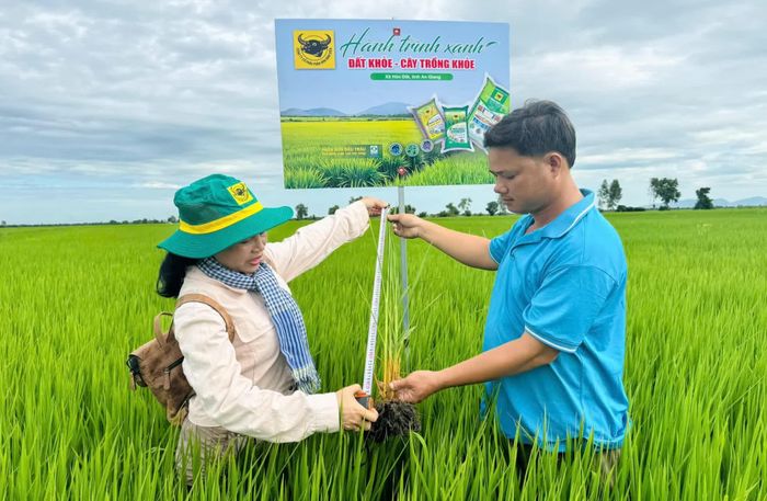Cán bộ kỹ thuật Trung tâm Khuyến nông tỉnh An Giang kiểm tra chiều cao, bộ rễ và khả năng sinh trưởng của lúa ĐS1 tại ruộng mô hình của nông dân Trần Văn Tèo ở xã Hòn Đất, tỉnh An Giang. (Ảnh: HTX).