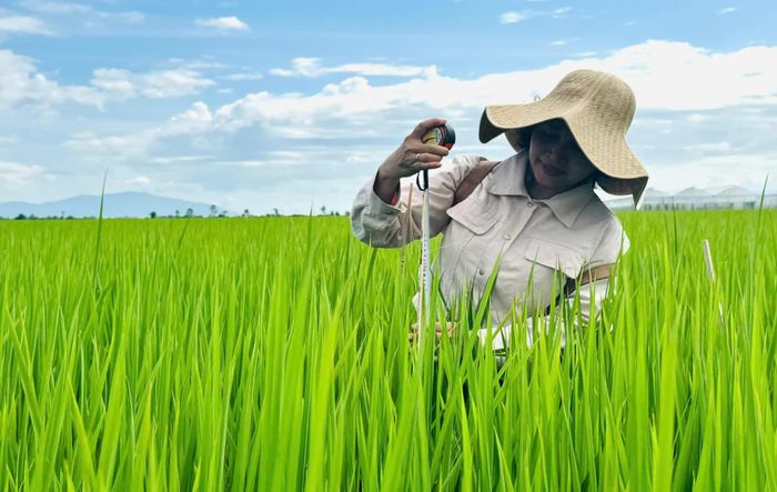 Bà Nguyễn Thị Xuân Hương, cán bộ Phòng Trồng trọt (Trung tâm Khuyến nông tỉnh An Giang) kiểm tra bộ rễ, đánh giá sinh trưởng cây lúa và theo dõi pH đất tại ruộng mô hình. (Ảnh: HTX).
