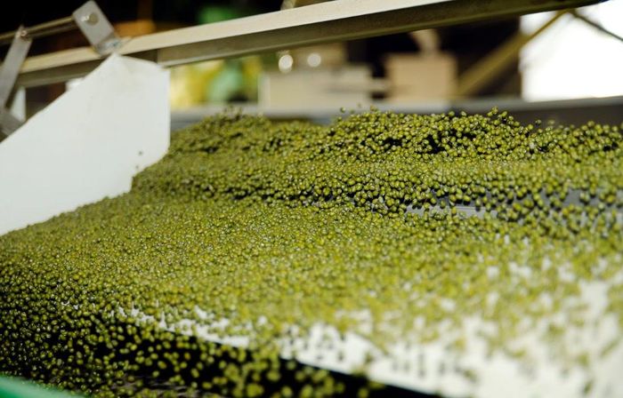 Đậu xanh là một trong những mặt hàng nông sản quan trọng của Australia tại thị trường Trung Quốc