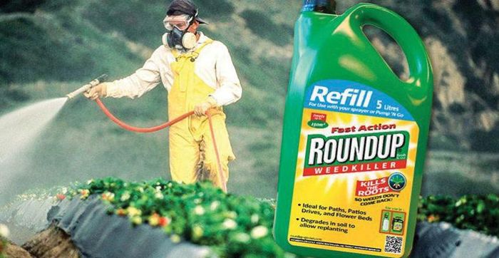 10 container đậu xanh nhập khẩu từ Australia bị phát hiện dư lượng glyphosate cao gấp 5 lần mức cho phép