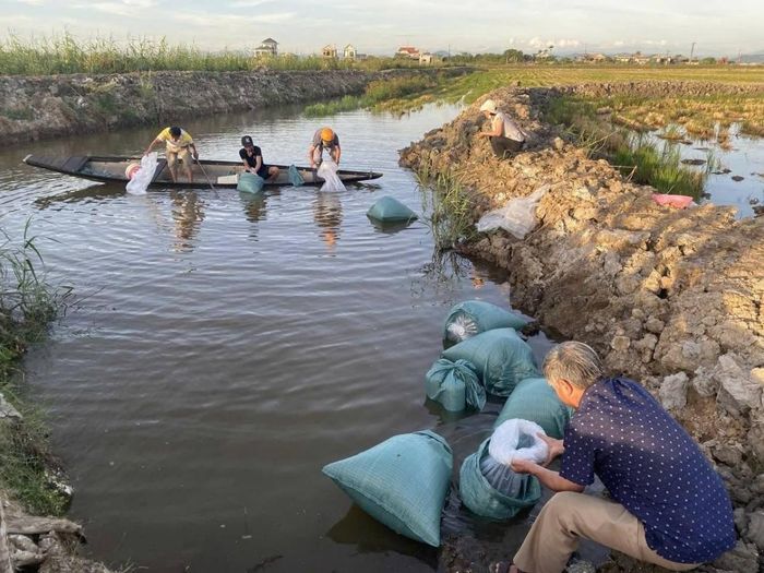 Nuôi tôm trong ruộng lúa có đặc thù khác với nuôi tôm ở đầm phá hay ao nuôi trên cát...