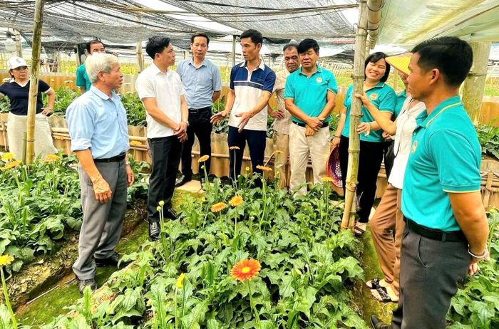 Hội Nông dân các địa phương đến tham quan, học tập kinh nghiệm trồng hoa đồng tiền của Hợp tác xã hoa Đồng Tháp, xã Đan Phượng. Ảnh: HND