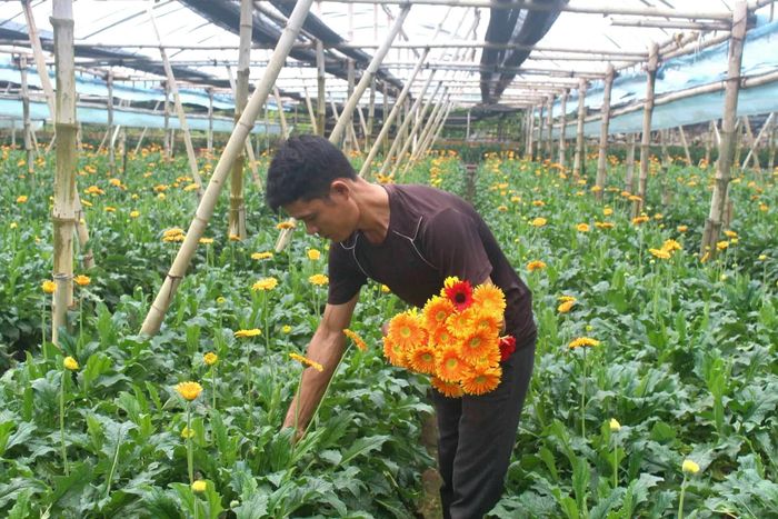 Mô hình trồng hoa đồng tiền của gia đình ông Bùi Văn Khá - xã Đan Phượng cho hiệu quả kinh tế cao. Ảnh: HND