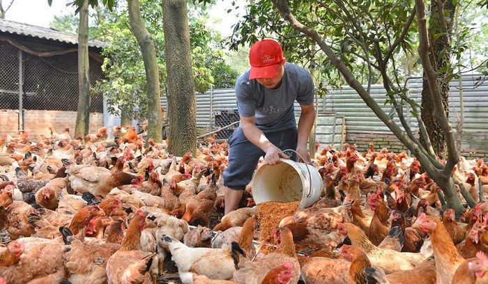 Cùng với việc phát triển chuỗi liên kết, các địa phương cần đẩy mạnh tuyên truyền, hướng dẫn và khuyến khích các cơ sở xây dựng cơ sở chăn nuôi an toàn dịch bệnh theo quy định. Ảnh: PV