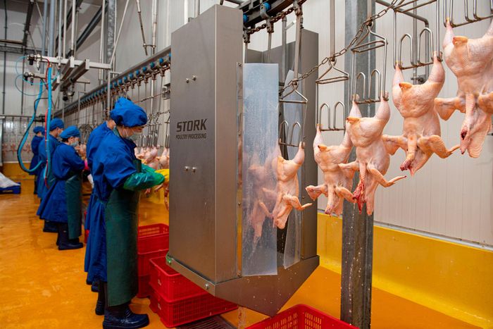 Thành phố sẽ hỗ trợ các doanh nghiệp đầu mối xây dựng chuỗi liên kết, khuyến khích đầu tư hệ thống giết mổ, sơ chế, chế biến sản phẩm chăn nuôi bằng dây chuyền công nghiệp, bán công nghiệp hiện đại. Ảnh: PV