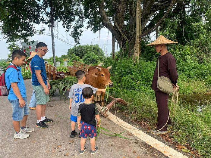 Không chỉ trải nghiệm dịch vụ di chuyển, du khách có thể trực tiếp cho bò ăn, tìm hiểu văn hóa đồng quê. Ảnh: H.L