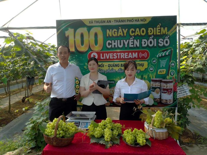 Phiên livestream giới thiệu sản phẩm nho sữa của vườn nho Xuân Thu. Ảnh: Vân Thư