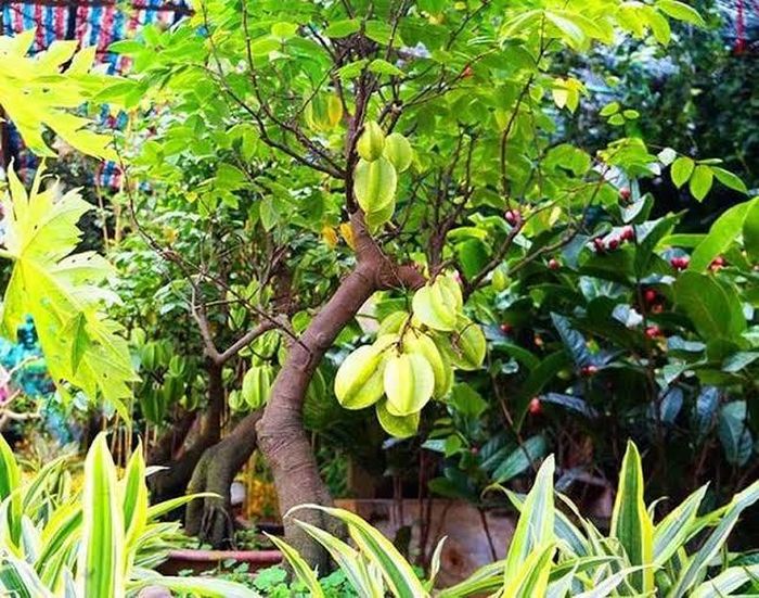 Khi trồng khế, người mệnh Thổ sẽ nhận được nguồn năng lượng hỗ trợ tinh thần, mang lại cảm giác ổn định, vững vàng và kiên định hơn trong mọi quyết định.