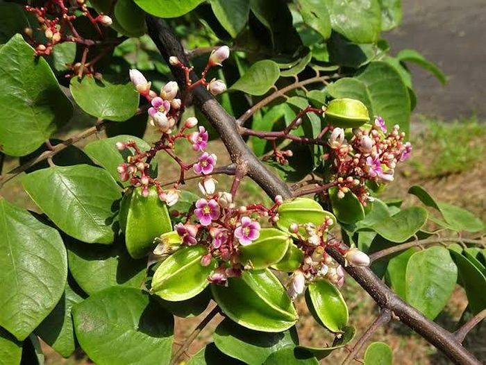 Cây khế ưa ánh sáng vừa phải, không chịu được ánh nắng gắt nhưng cũng không chịu được bóng râm hoàn toàn. Vì vậy, bạn nên trồng cây khế ở nơi có ánh sáng phù hợp thì sẽ sai hoa và quả hơn.