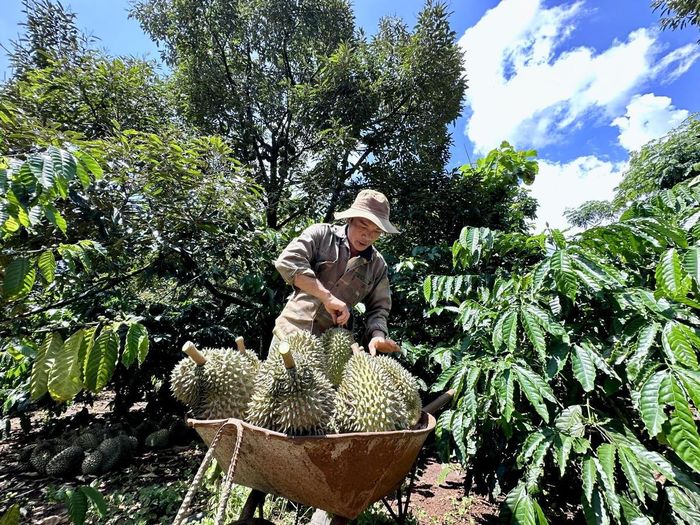 Đắk Lắk hiện có khoảng 45.000 ha sầu riêng. Ảnh: Thanh Nga.