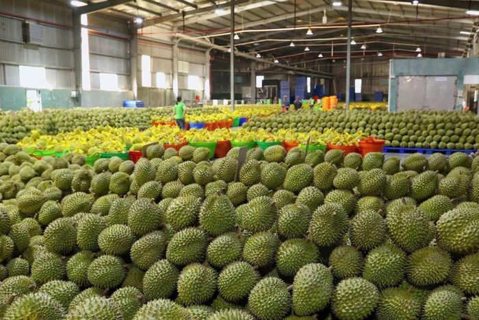  Các cơ quan cần rà soát, tổ chức lại vùng nguyên liệu sầu riêng trên cơ sở đất đai, nguồn nước... Ảnh: Chánh Thu Group.