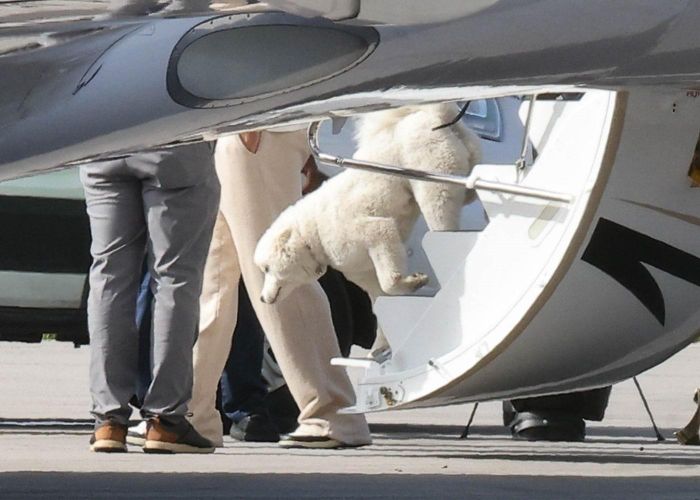 Chú chó Samoyed bước xuống máy bay cùng Travis Kelce. Ảnh: MiamiPIXX / BACKGRID.