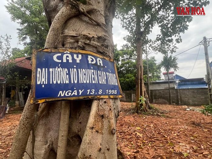 Cây đa do Đại tướng Võ Nguyên Giáp trồng năm 1998
