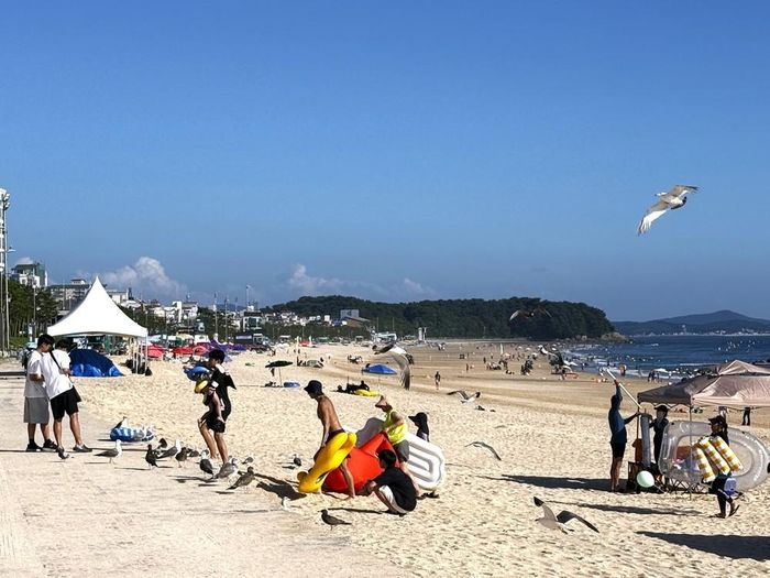 Bãi biển Daecheon ở thành phố Boryeong, tỉnh Chungcheongnam, Hàn Quốc, thu hút đông du khách trong những ngày hè. Ảnh: Nhật Hưng – Pv TTXVN tại Hàn Quốc