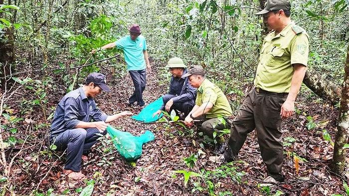 Lực lượng chức năng tiến hành thả các cá thể về rừng. (Ảnh: Vườn quốc gia Kon Ka Kinh)