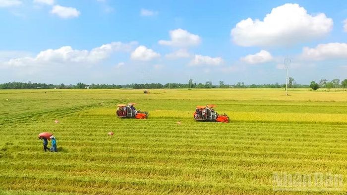 Nông dân Cần Thơ thu hoạch lúa chất lượng cao. (Ảnh: Thanh Tâm)
