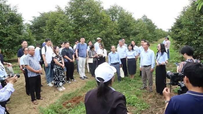 Các doanh nghiệp Trung Quốc thăm vùng trồng sầu riêng ở Đắk Lắk. (Ảnh: Nguyễn Công Lý)