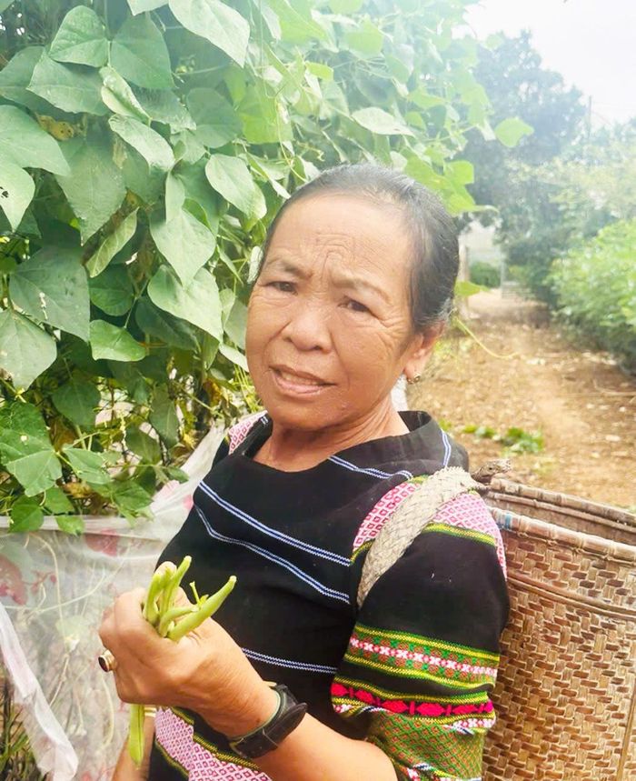 Bà Ka Hiếu lên rẫy. Ảnh: NGỌC THANH