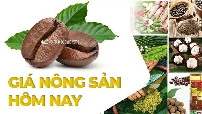 Giá nông sản hôm nay 19/8/2026: Giá cà phê tăng nóng, tâm lý tích cực đã trở lại; Mỹ 'xuống thang' hoãn áp thuế 50% lên hàng Canada.